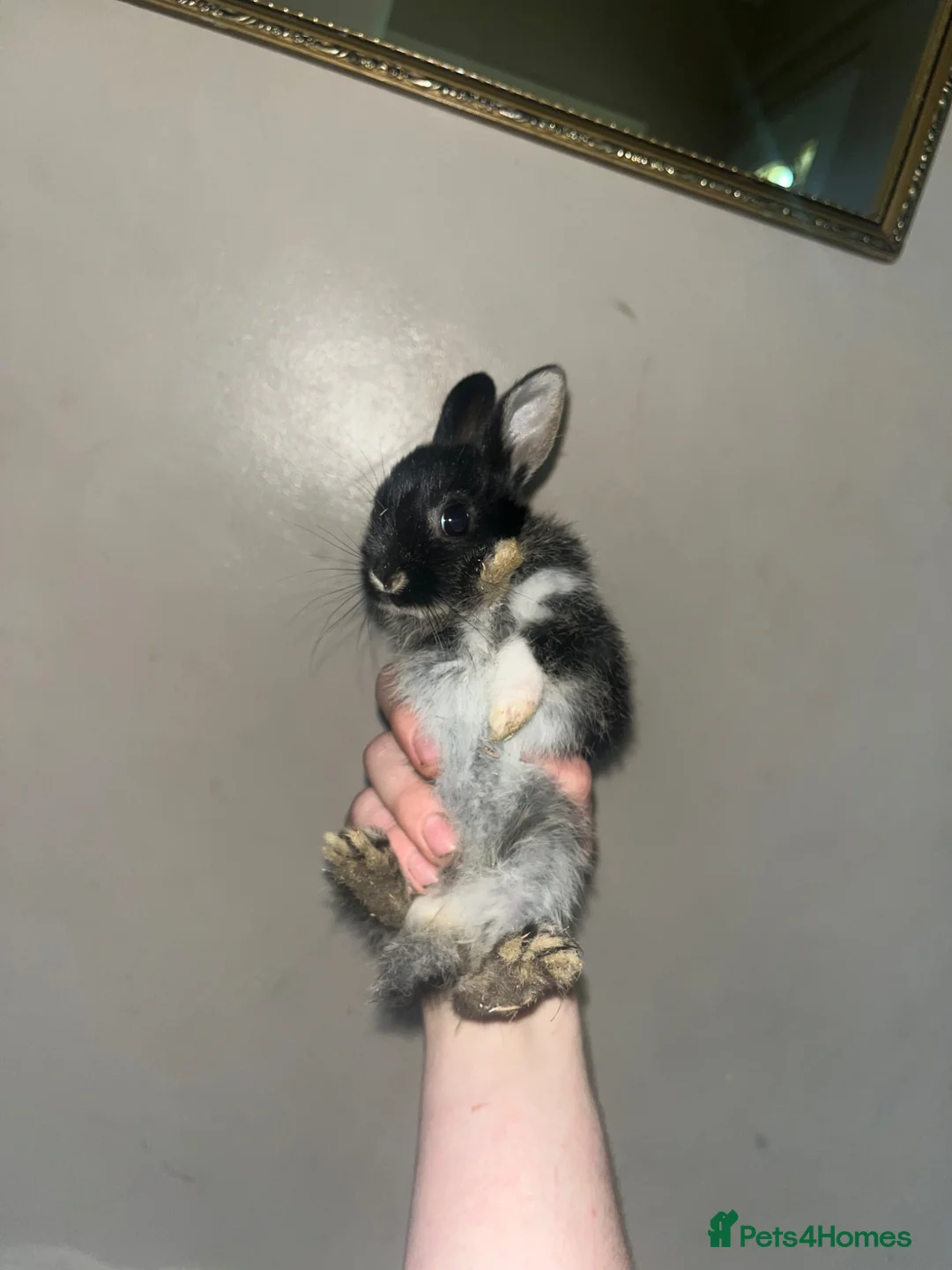 Rex rabbits for sale: 2x Black Otter, Standard Rex Rabbit Kits Available in Huntingdon - Advert 2