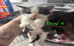 Mixed Breed cats for sale: 5 beautiful kittens - Image 6