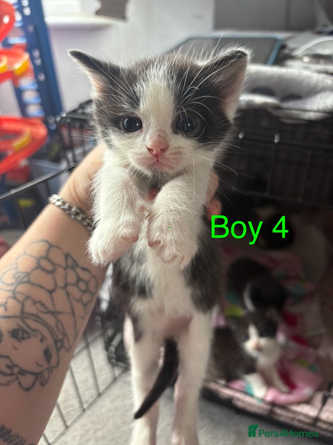 Mixed Breed cats for sale: 5 beautiful kittens - Image 6