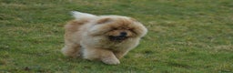 Chow Chow dogs for stud: Handsome Shaded Red Hungarian Import at stud - Advert 8