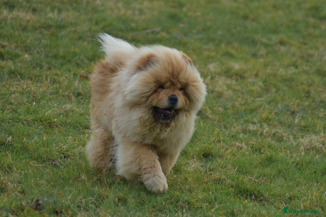 Chow Chow dogs for stud: Handsome Shaded Red Hungarian Import at stud - Advert 8