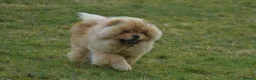 Chow Chow dogs for stud: Handsome Shaded Red Hungarian Import at stud - Advert 8