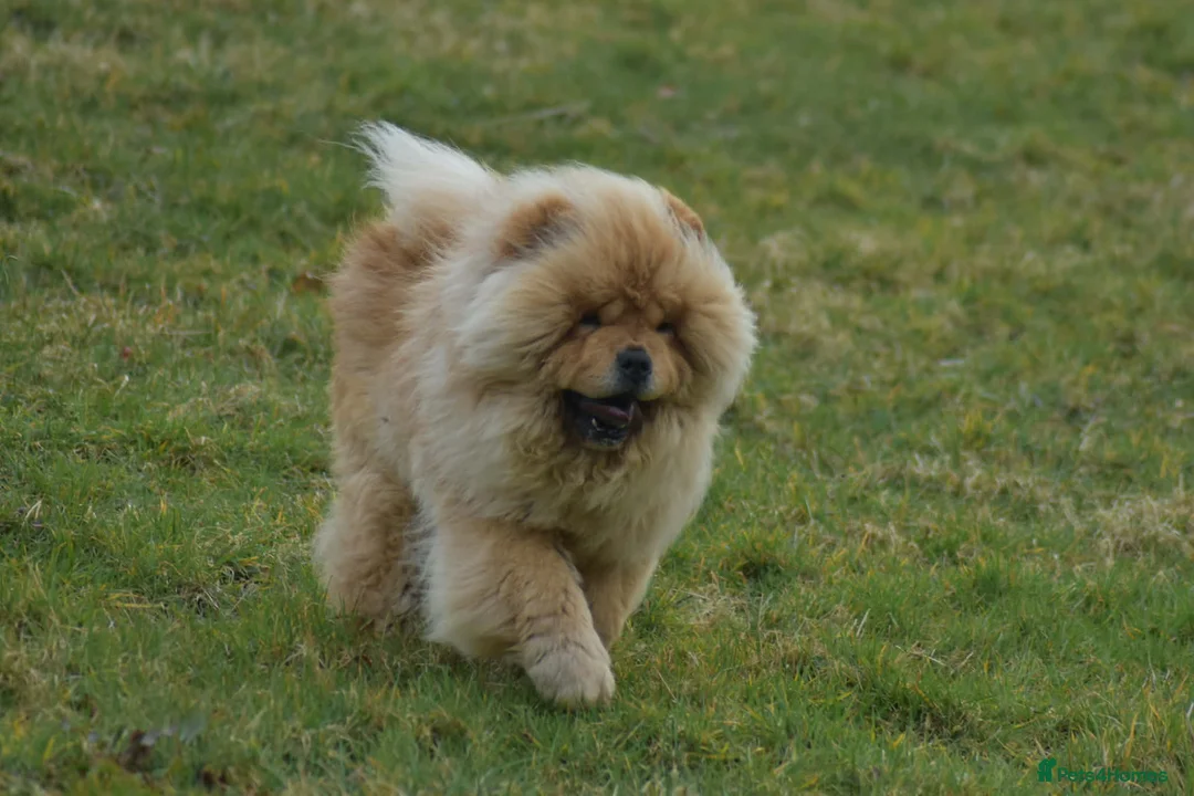 Chow Chow dogs for stud: Handsome Shaded Red Hungarian Import at stud - Advert 8