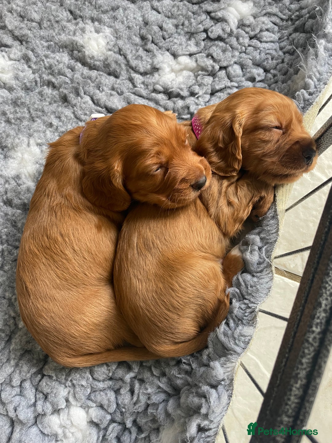 Cocker Spaniel dogs for sale: Health Tested Clear Cocker Spaniel Puppies  - Image 8