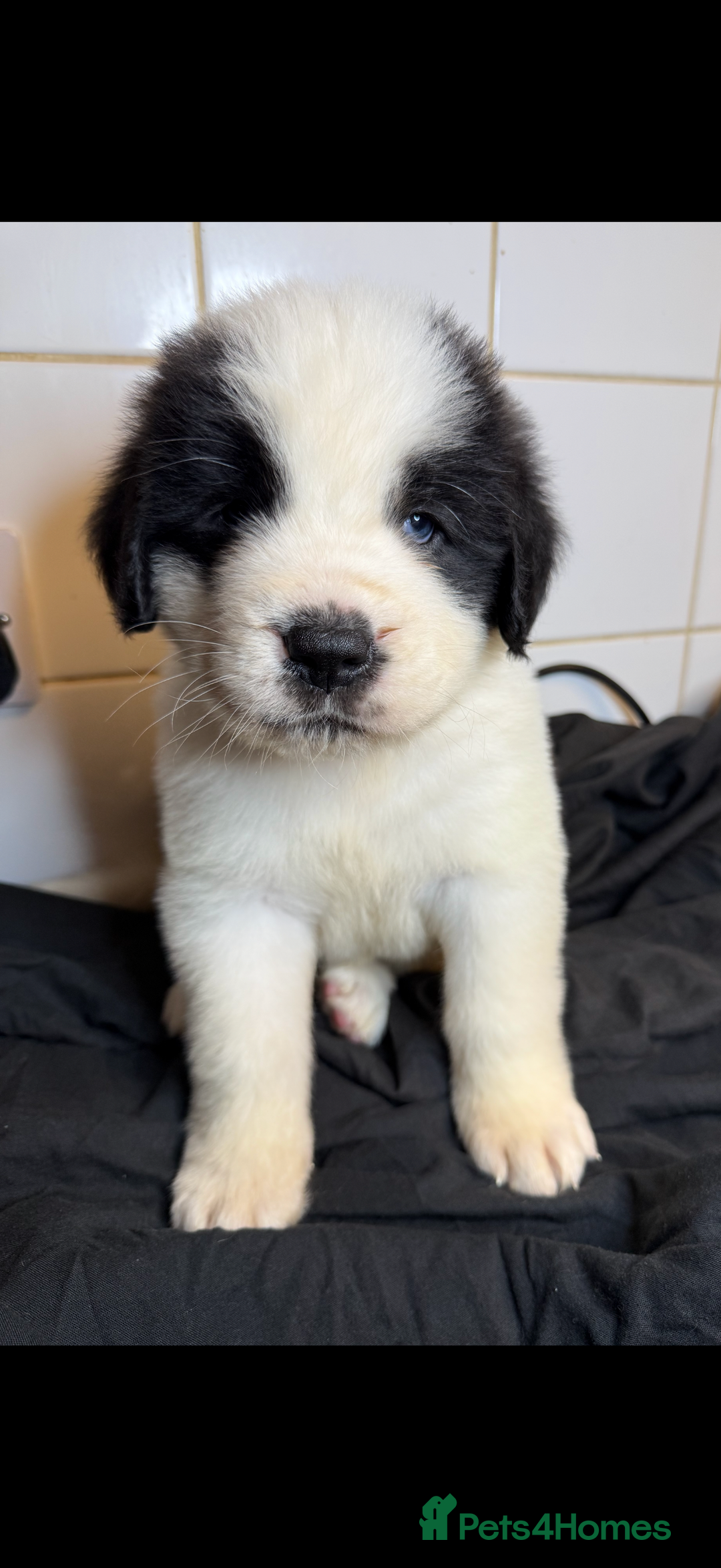 Saint Bernard dogs for sale: Saint Bernard puppies  - Image 25
