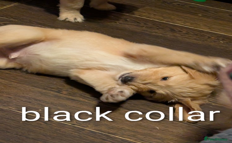 Goldendoodle dogs - Advert 9