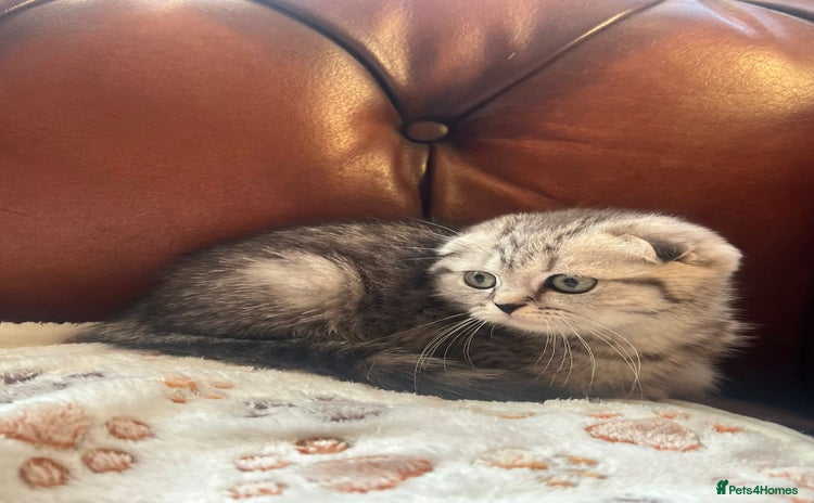 Scottish Fold cats - Advert 3