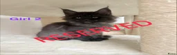 Maine Coon cats for sale: Only 2 left. SHOW QUALITY MAINE COON KITTENS  - Advert 29