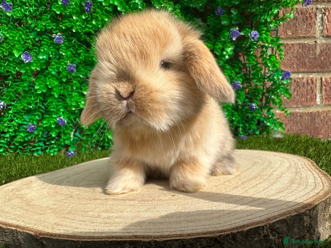 Mini Lop rabbits for sale: Stunning mini lops - Image 34