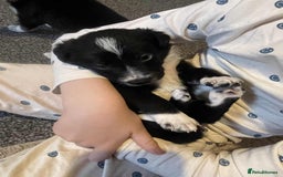 Border Collie dogs for sale: Border collie pups - Image 13