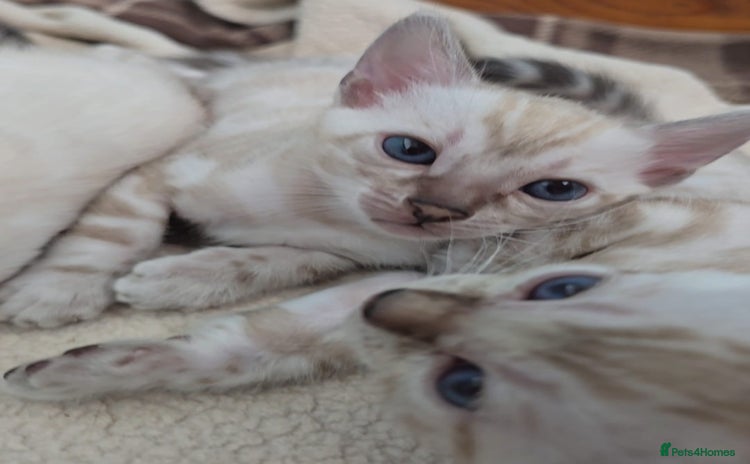 Bengal cats - Advert 1