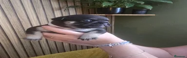 French Bulldog 4