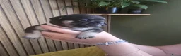 French Bulldog dogs for sale: FRENCH BULLDOG PUPPIES  - Advert 6