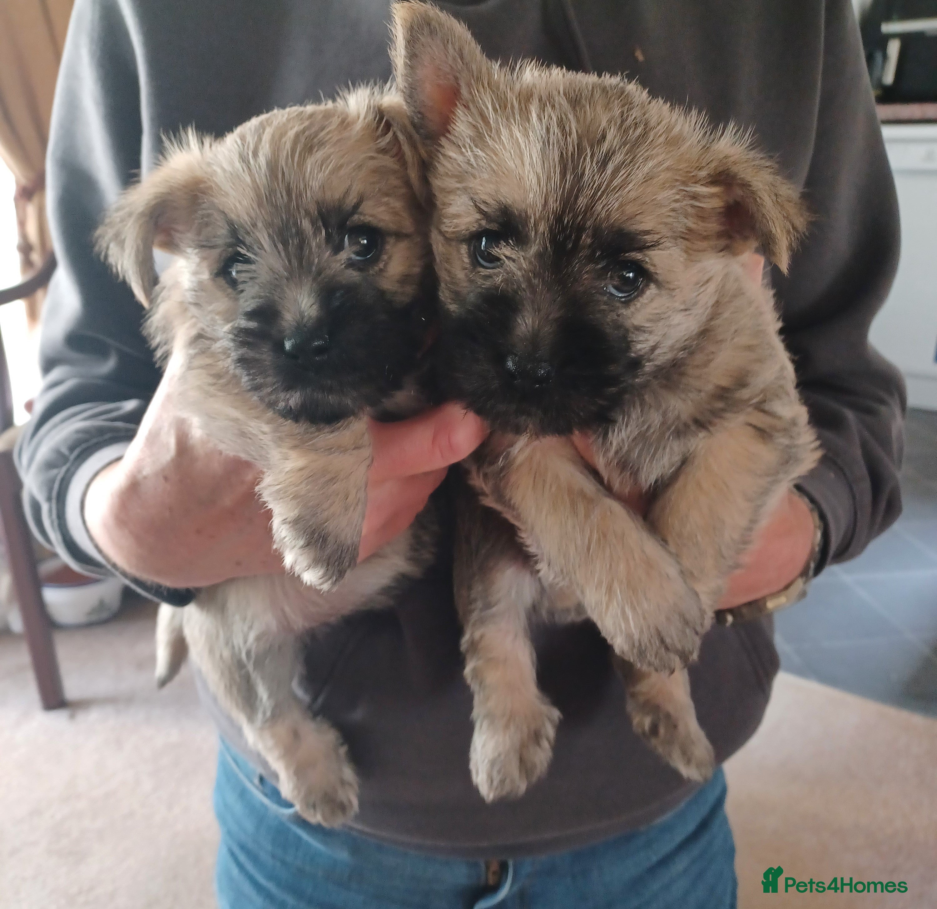 Cairn Terrier dogs 5 Adorable Cairn Terrier Pups - Advert 1