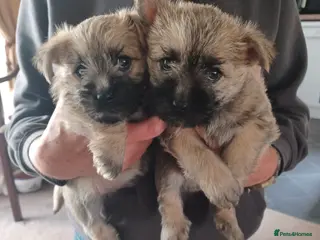 Cairn Terrier dogs 5 Adorable Cairn Terrier Pups - Advert 6