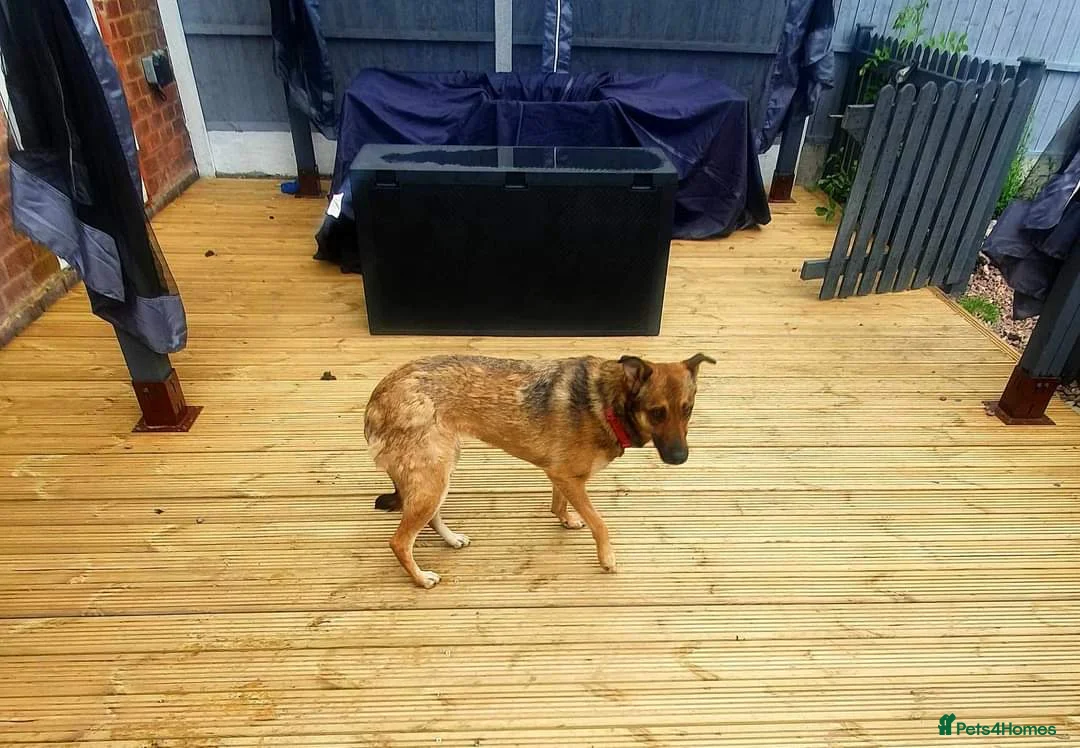 Mixed Breed dogs for adoption: Meet Annette, currently residing in West Midlands  in Tipton - Advert 4