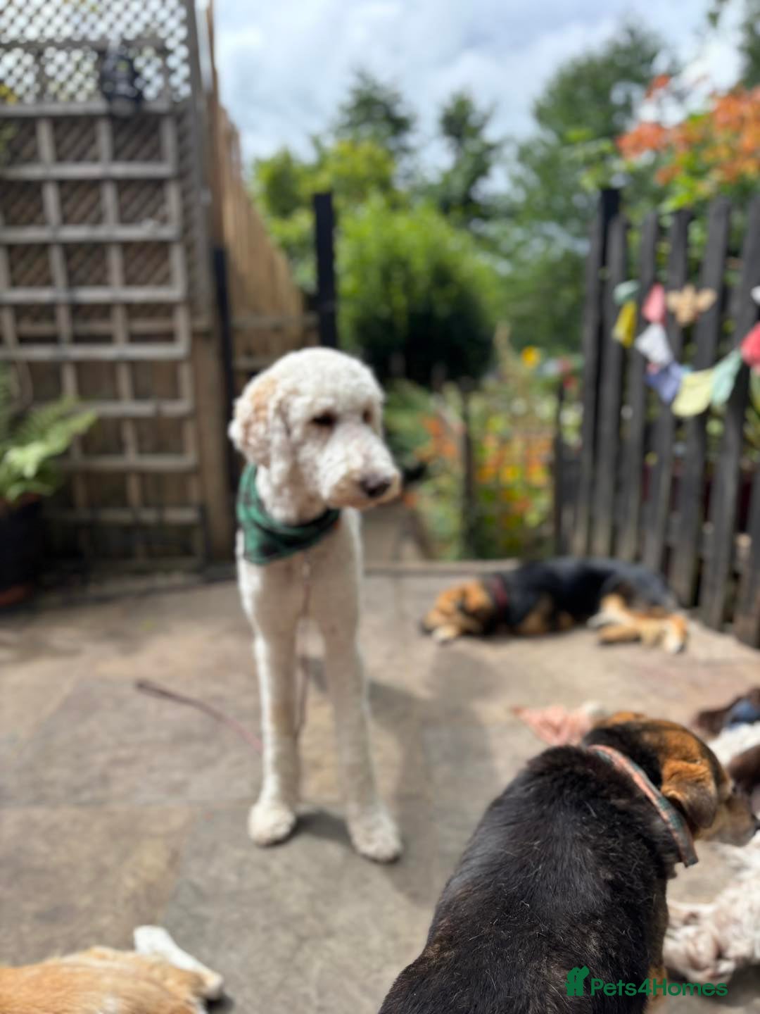 Goldendoodle dogs for adoption: Hamish – Ready for His Forever Home - Image 7