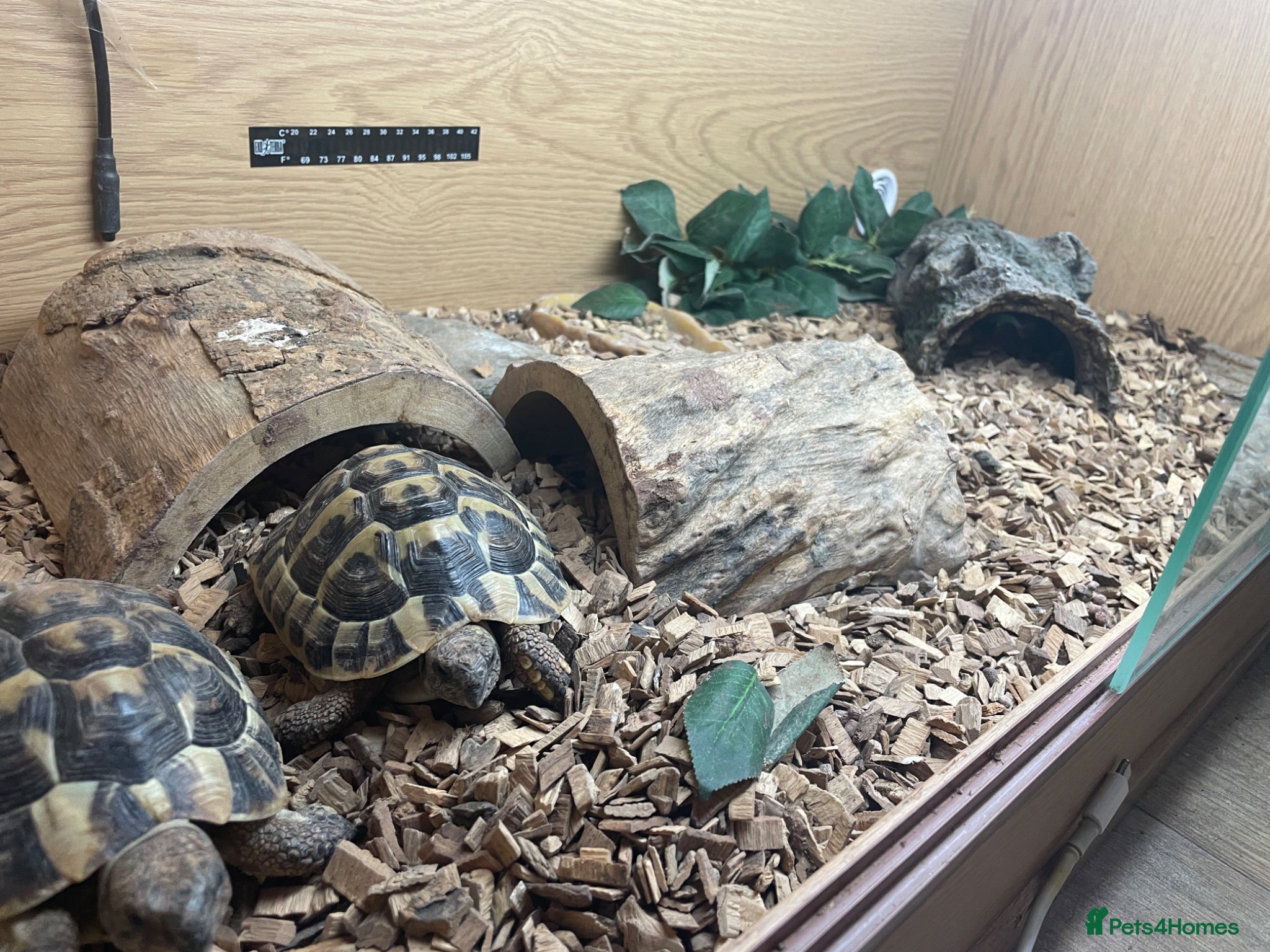Hermann Tortoise reptiles 2 hermann tortoises and set up need new home - Advert 2