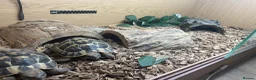 Hermann Tortoise reptiles for sale: 2 hermann tortoises and set up need new home - Advert 2