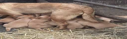 Labrador Retriever dogs for sale: Red fox Labrador puppies  - Advert 2