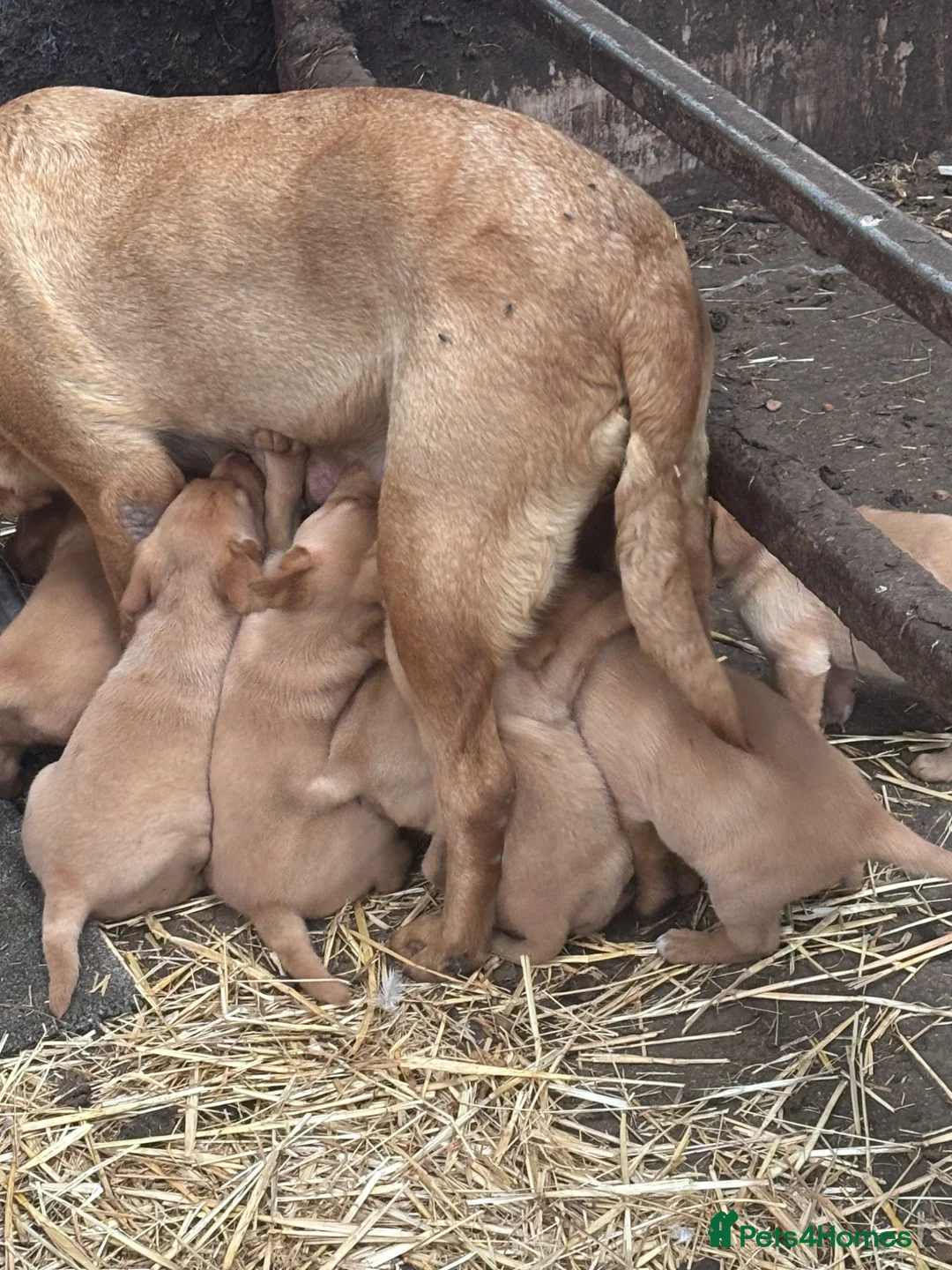 Labrador Retriever dogs for sale: Red fox Labrador puppies  - Advert 2