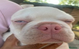 Mixed Breed dogs for sale: Bested boy that ever was Rare Pink Minibull boy  - Image 4