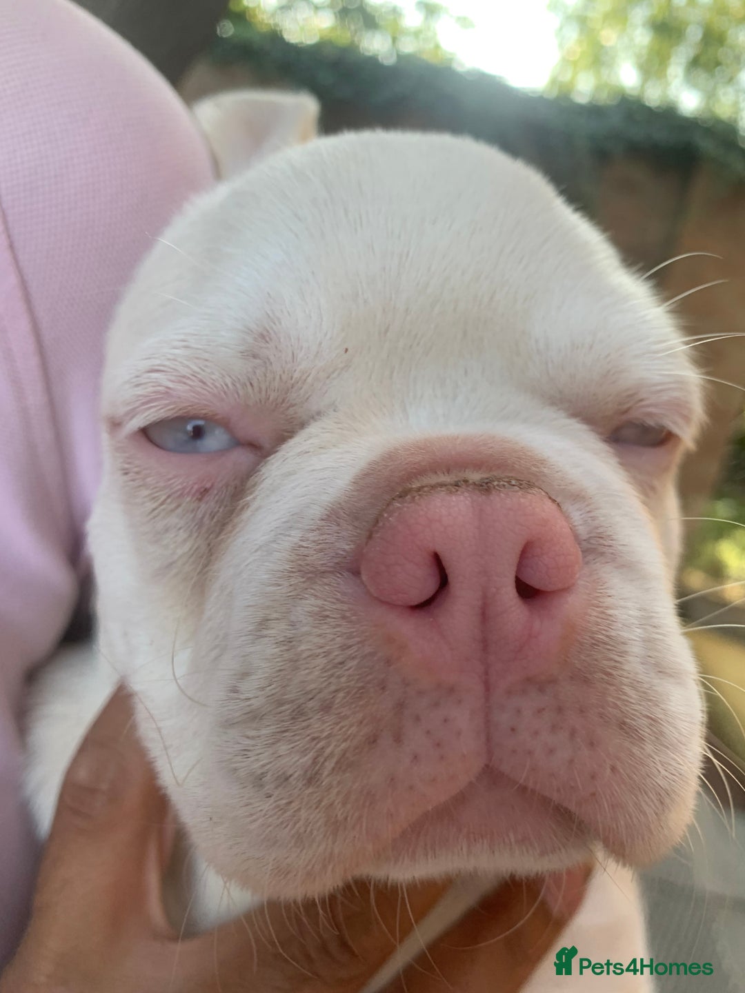 Mixed Breed dogs for sale: Bested boy that ever was Rare Pink Minibull boy  - Image 4