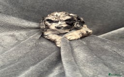 Cockapoo dogs for sale: STUNNING F1 Show Cockapoo Puppies  - Image 1
