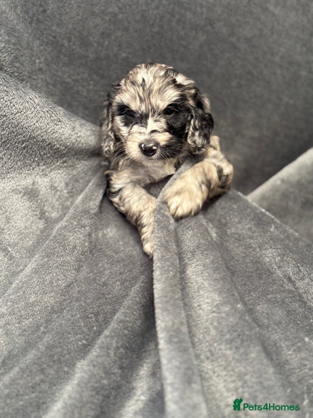 Cockapoo dogs for sale: STUNNING F1 Show Cockapoo Puppies  - Image 1