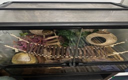 Frog reptiles for sale: White Tree Frogs - Image 10