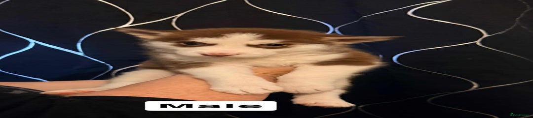 Siberian Husky Puppy 1