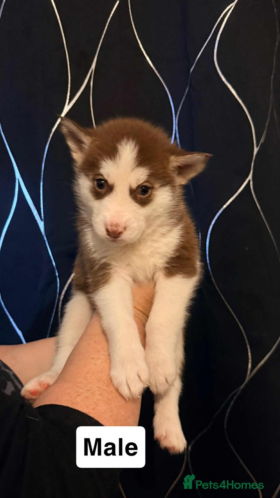 Siberian Husky dogs for sale: Beautiful husky pups 🔥 only 3 male pups left 🔥 - Advert 33