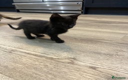 Mixed Breed cats for sale: Semi Longhaired Kittens - Image 23