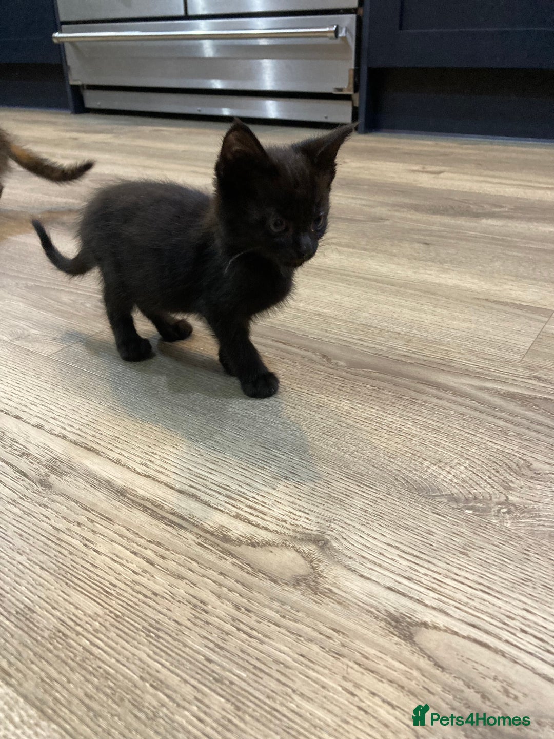 Mixed Breed cats for sale: Semi Longhaired Kittens - Image 23