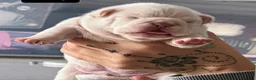 French Bulldog dogs for stud: French Bulldog Stud  - Advert 6
