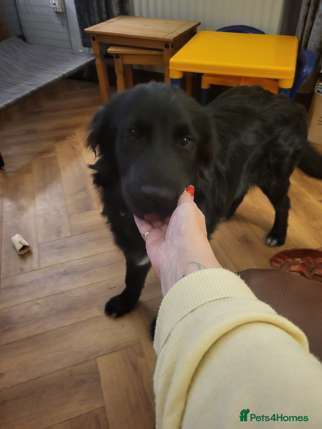 Mixed Breed dogs for adoption: SWEEP  - Advert 5