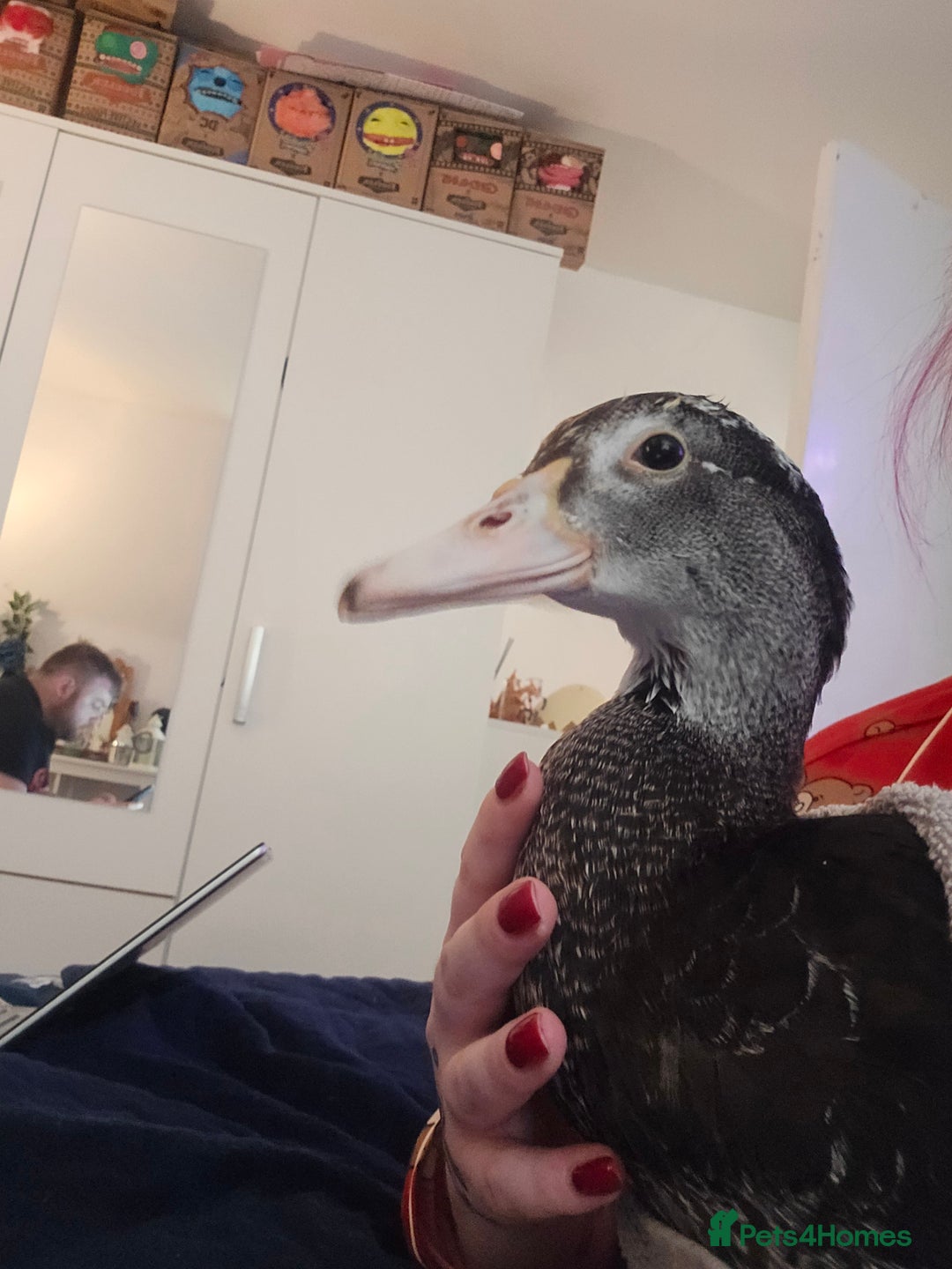 Ducks poultry for sale: 2 18 week old male muscovies open to offers! - Advert 4