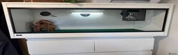 Leopard Gecko reptiles for sale: 2 Female Leopard Geckos + Full Setup  in Southampton - Advert 7