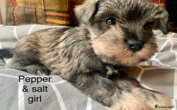 Miniature Schnauzer dogs for sale: Miniature Schnauzer pups - Image 3