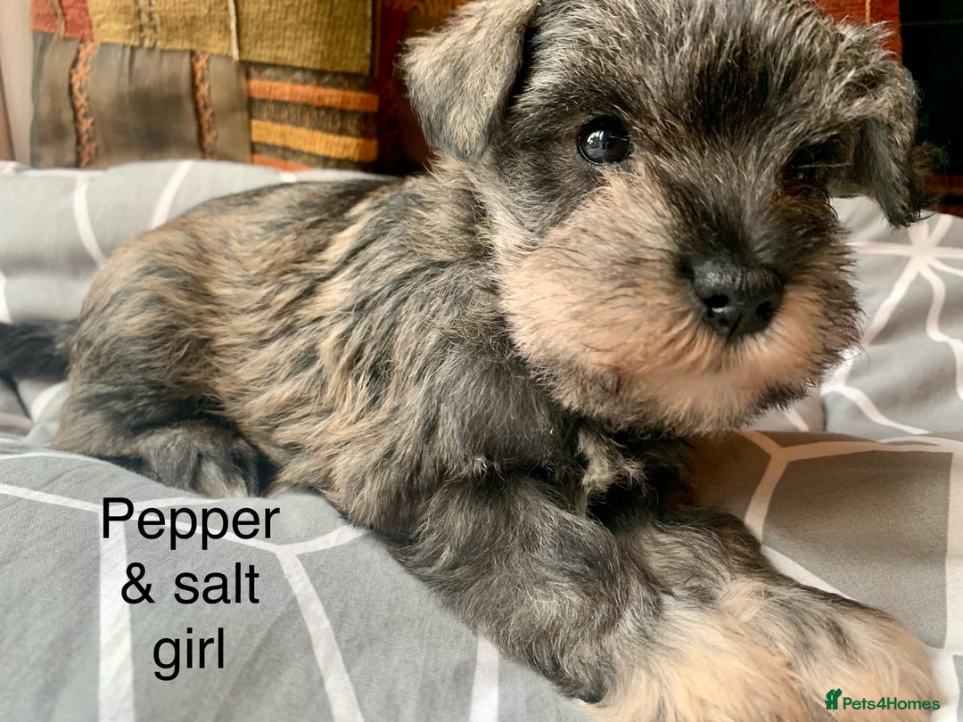 Miniature Schnauzer dogs for sale: Miniature Schnauzer pups - Image 3