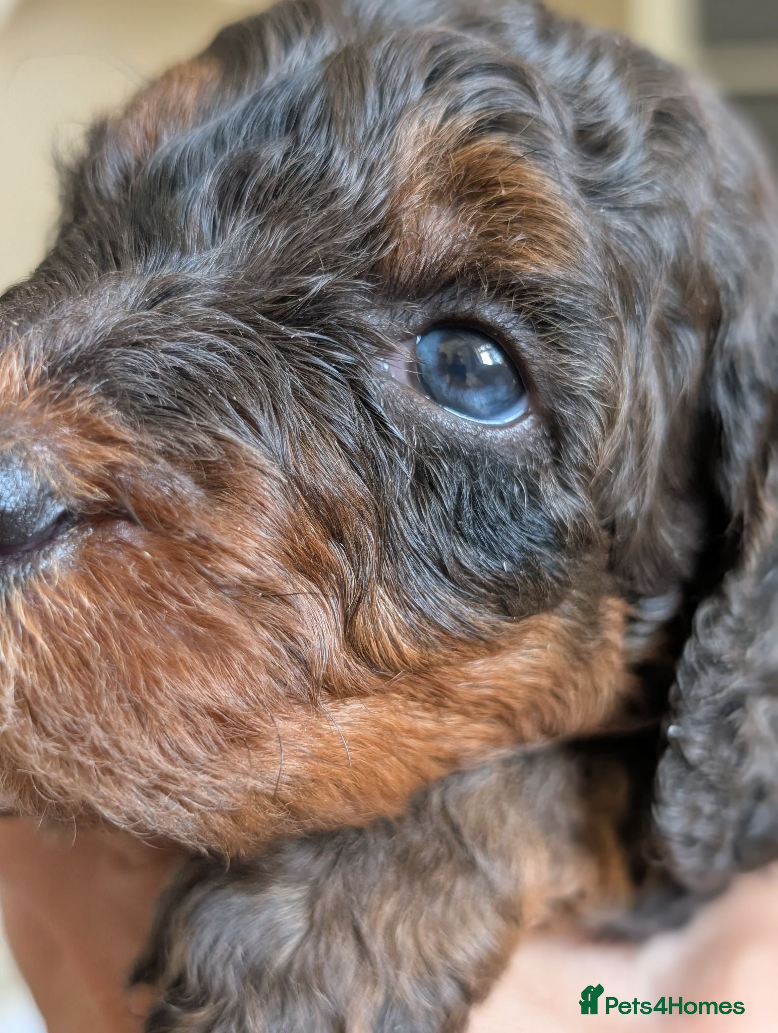 Bernedoodle dogs Miniature Australian Bernedoodles  - Advert 10