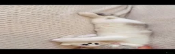 British Shorthair cats for sale:   Cute British Shorthair Kittens - Advert 6