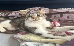 Mixed Breed cats for sale: Tabby female just over a year old sweetheart  - Image 6