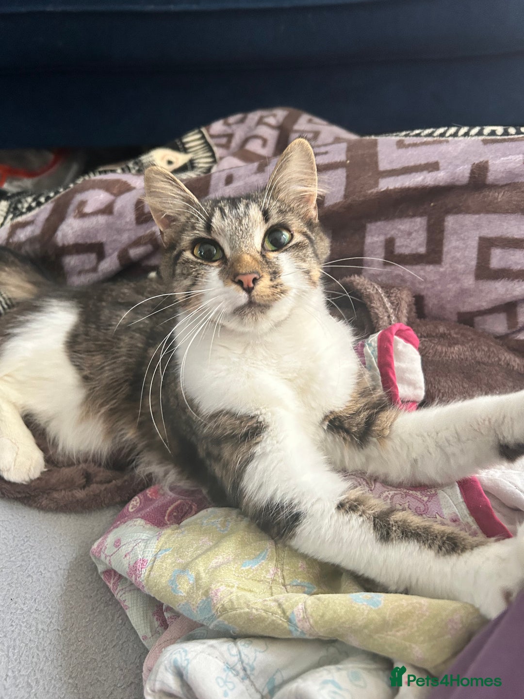 Mixed Breed cats for sale: Tabby female just over a year old sweetheart  - Image 6