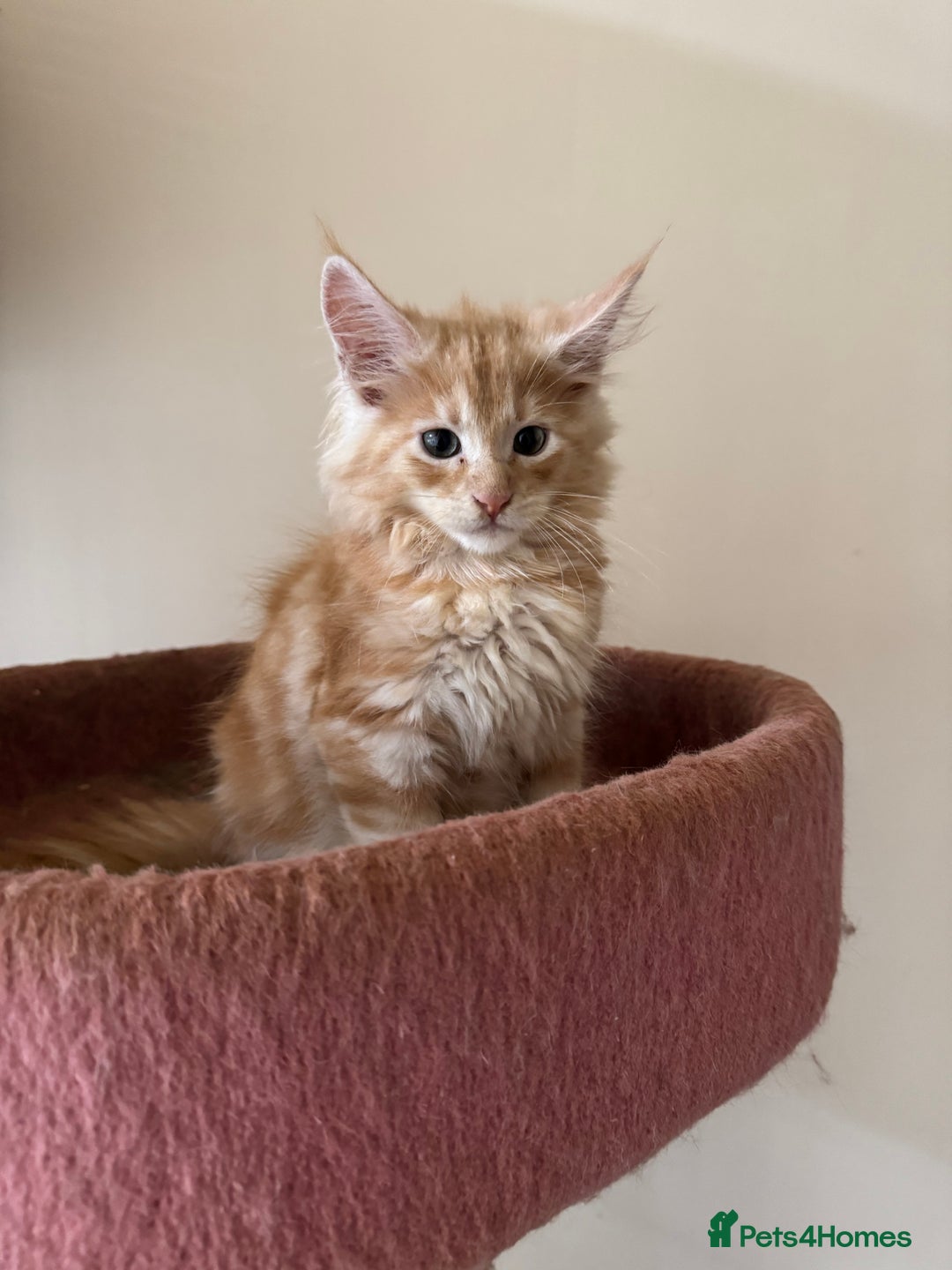 Maine Coon cats for sale: Beautiful GCCF kittens various colours - Image 10
