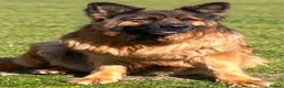 German Shepherd dogs for sale: Stunning Pedigree German Shepherd Puppies - Advert 17