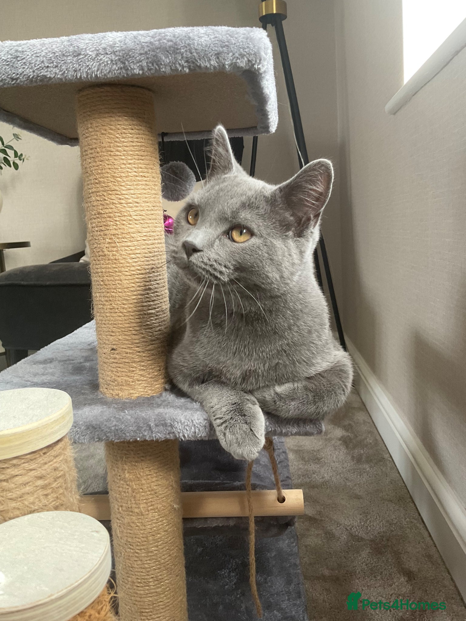British Shorthair cats 6 Month Grey British Shorthair Cross + full set up - Advert 1