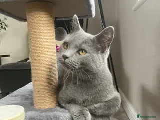 British Shorthair cats 6 Month Grey British Shorthair Cross + full set up - Advert 1