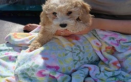 Cavapoo dogs for sale: Cavapoo puppy's  - Image 11