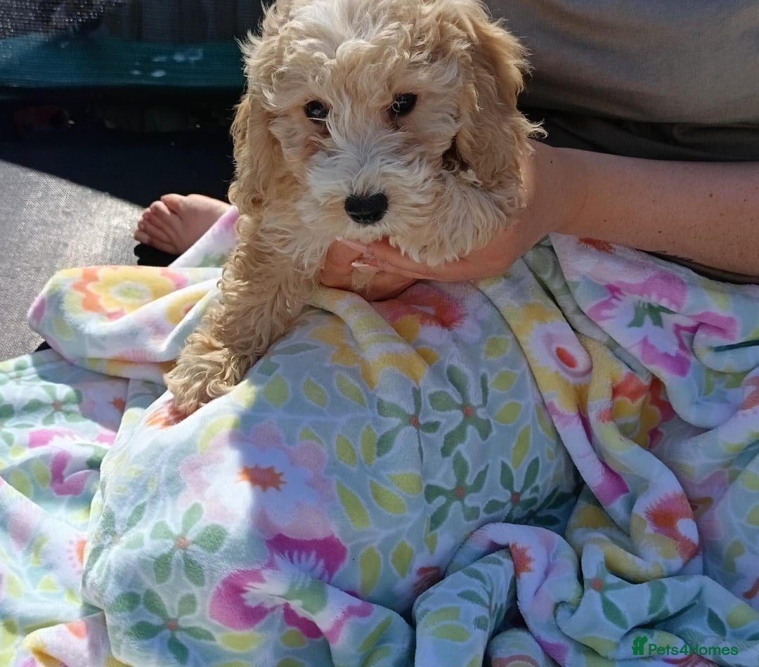 Cavapoo dogs for sale: Cavapoo puppy's  - Image 11